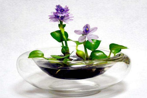 凤眼蓝的养殖方法介绍，凤眼蓝花开漂亮，但人们对它又爱又恨