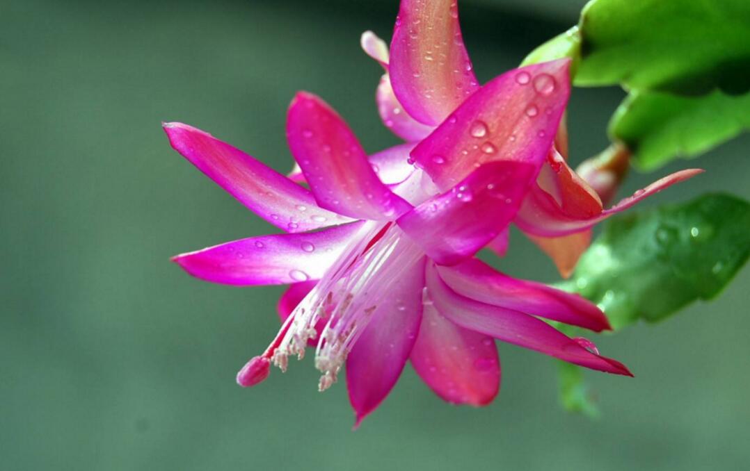 花卉盆景冬春季怎样修剪