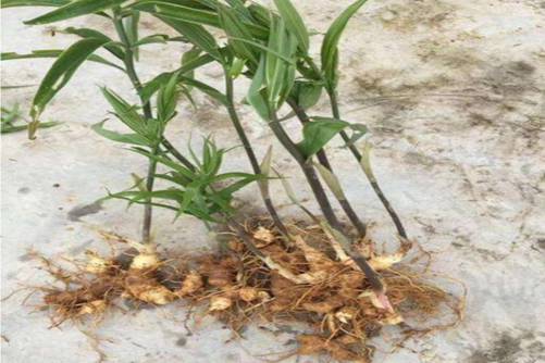 黄精种植技术，做好下面几点黄精就会高产