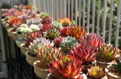 罗密欧多肉怎么养