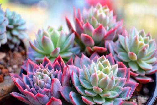 多肉植物怎么种植,学会这几点养花“小白”也能爆盆