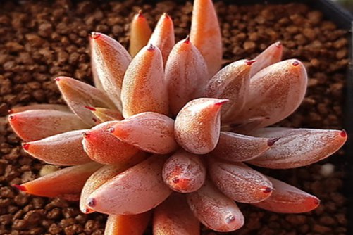 多肉植物第一次浇水浇透吗？浅谈多肉植物上盆后第一次浇水