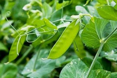 荷兰豆的种植，荷兰豆这样种植管理才会多结果