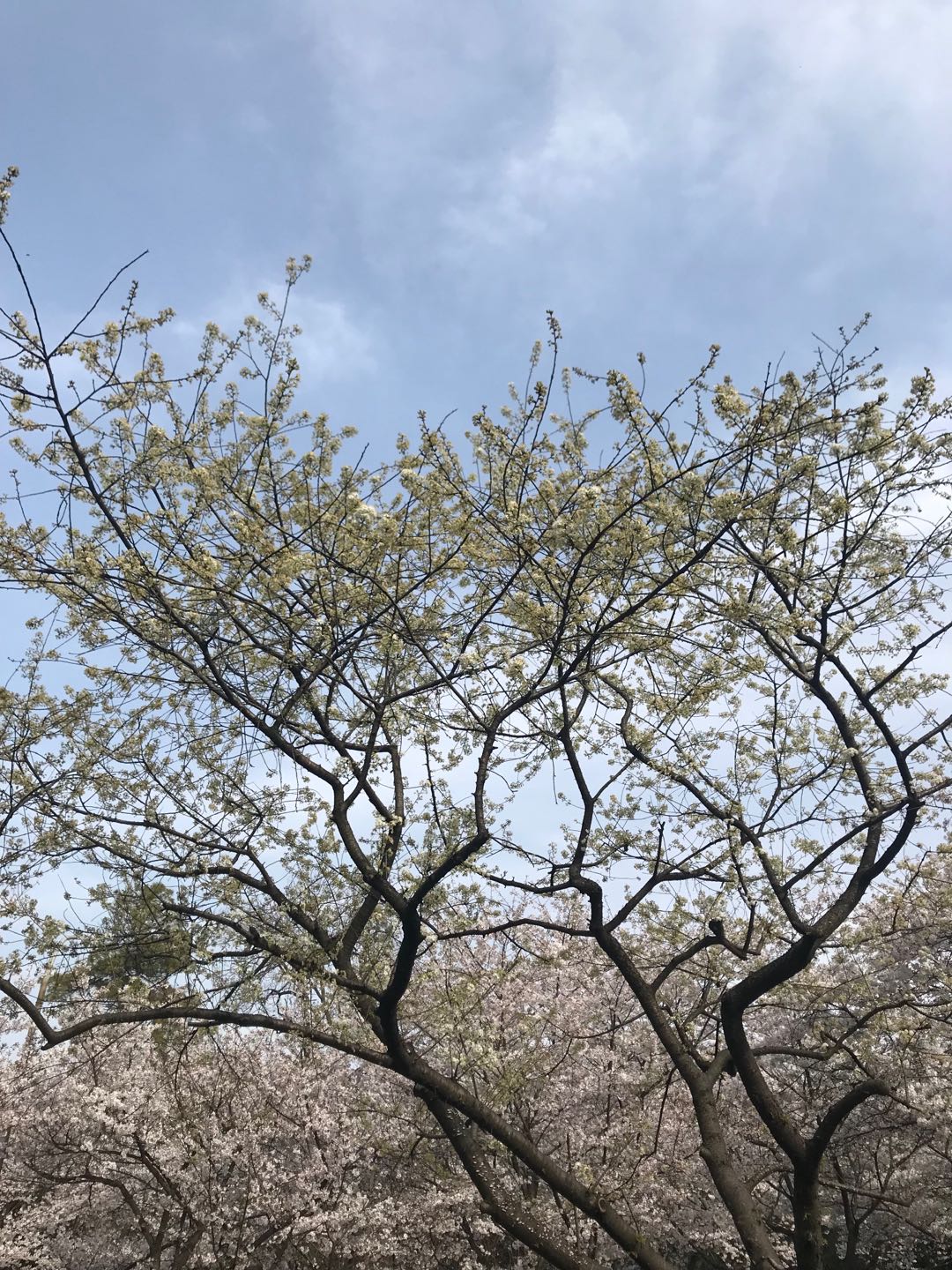 百年武大，百年樱花，今年你看了吗？