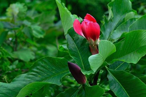 厚朴花的功效与作用，厚朴花 质朴皮厚花芳香，消痰燥湿理气良