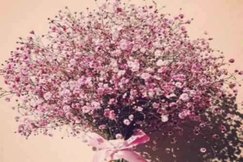 代表友谊的花，推荐几种最能代表友谊的花，愿友谊天长地久