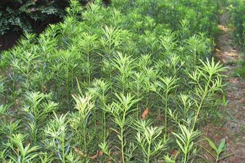 罗汉松种子怎么播种成活率才高