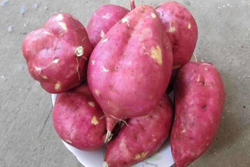 甘薯和红薯有什么区别？哪个更好，今天我来说清楚