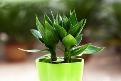 如何养富贵竹长得枝繁叶茂