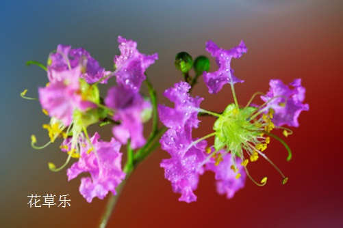 天上紫薇星，地下紫薇花-紫薇的花语与民间传说