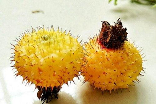 刺梨的功效与作用，被称为维生素C之王的刺梨图片欣赏