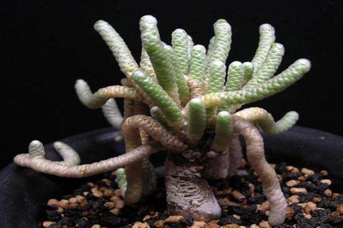 妖精之舞怎么养?多肉界的奇葩妖精之舞如银蚕,妖娆多姿