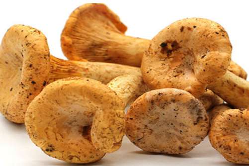 鸡油菌跟什么相克？舌尖上的鸡油菌的搭配禁忌