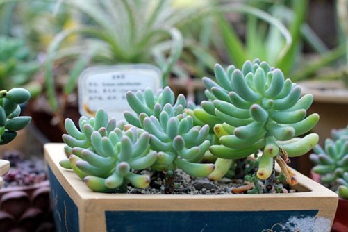 玉米石怎么养？“翡翠珍珠”玉米石的养殖方法介绍