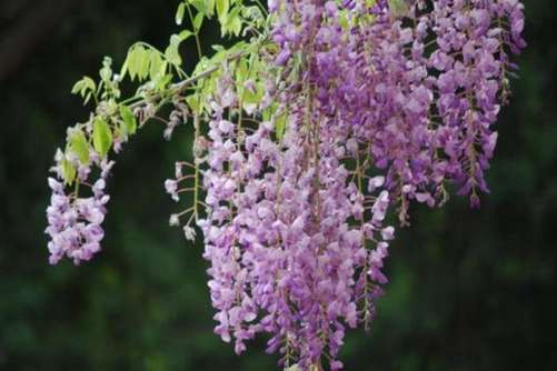 葛花图片 千杯不醉葛藤花