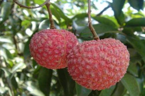 吃荔枝有什么好处？日啖荔枝三百颗 不辞长作岭南人