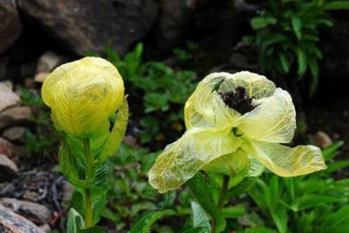 雪莲花的食用方法，雪莲花怎么吃好