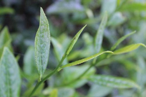 黄金桂的功效与作用有哪些？黄金桂价格预估