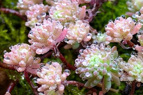 薄雪万年草的养殖方法，薄雪万年草多肉界的爆盆能手