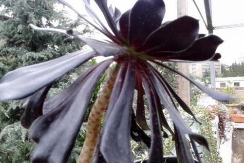 多肉黑法师的叶子下翻是怎么回事？