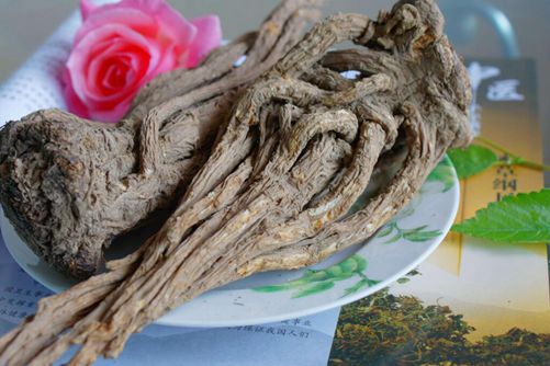 当归种子价格及种植方法，种植当归是个发家致富的好项目