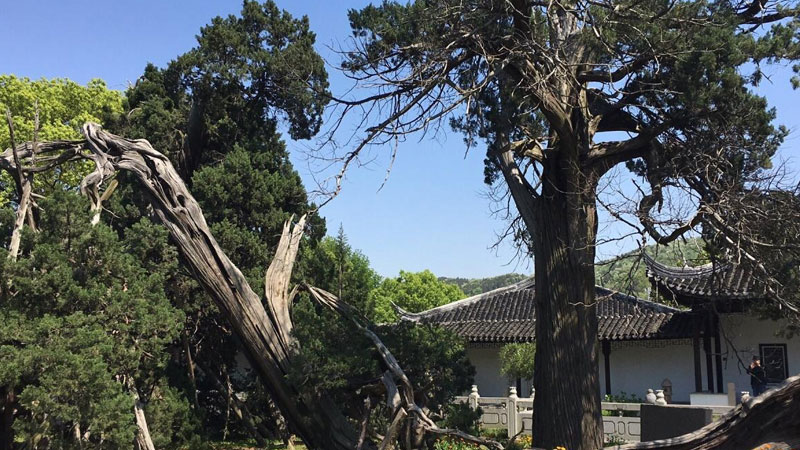 柏树寓意着什么意思