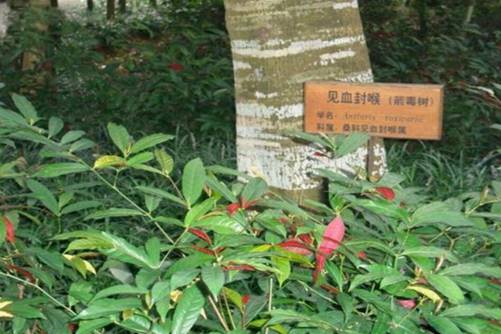 见血封喉树的药用价值，公认为世界上最毒的树解药却就是身边