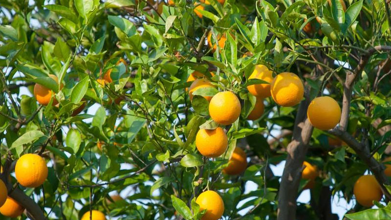 桔子的寓意