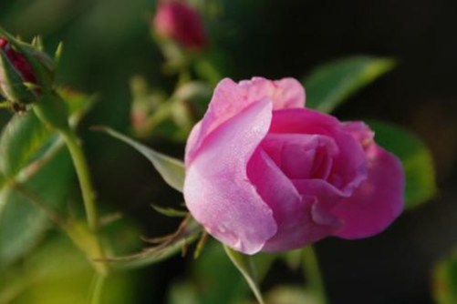 大马士革玫瑰的养殖方法，大马士革玫瑰 玫瑰中的玫瑰