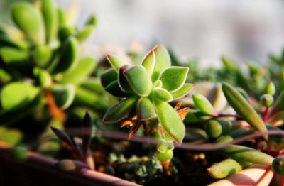 怎么把花卉盆栽养好