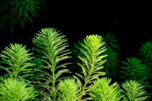 狐尾藻的危害，狐尾藻虽然是污水克星对自然的危害不可小觑