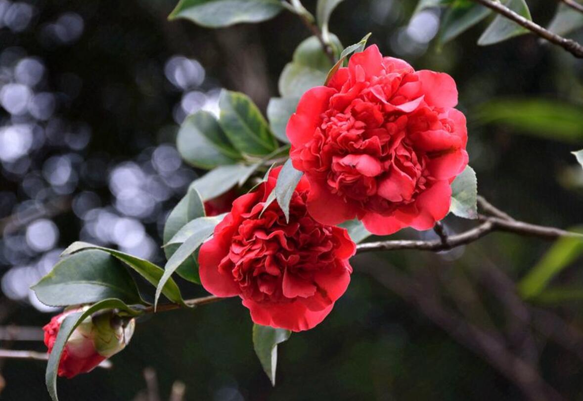 山茶花这样养 花能开到明年4月，花朵旺盛艳丽还不掉苞
