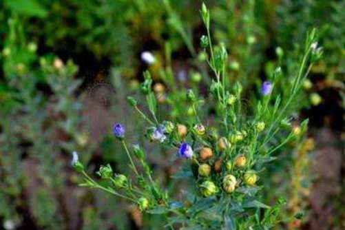胡麻油是什么油，胡麻油的辨别方法