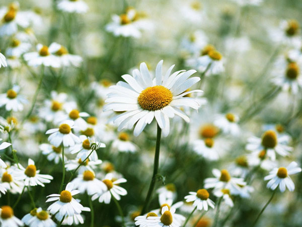 雏菊花语介绍，天真、和平、希望、纯洁的美、爱意