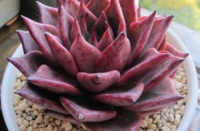 血罗怎么养 血罗与罗密欧的区别