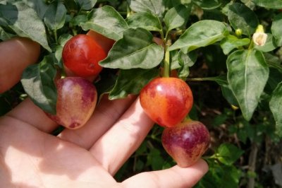 五彩椒怎么种植 五彩椒盆栽怎么养