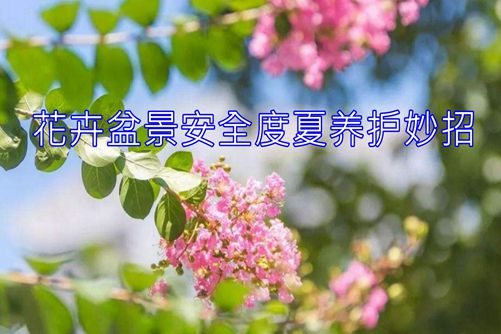 花卉盆景怎样安全度夏？6个技巧能让盆景枝繁叶茂