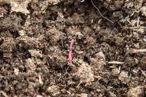 地龙养殖方法，两种最简单的方法，学会一种你就等着数钱