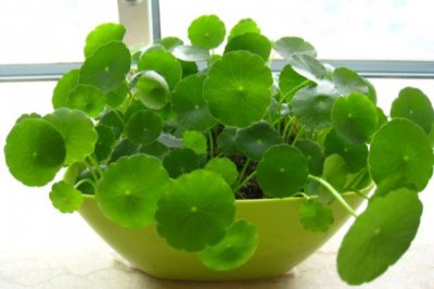 这几种植物土养容易爆盆，水培更加优雅精致！