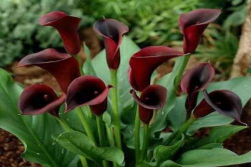 马蹄莲图片 情肠朵朵马蹄莲，一瓣花开影独翩