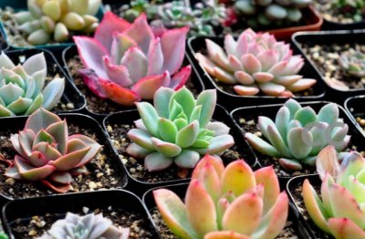 多肉植物春天怎么养 春天多肉植物的养殖方法