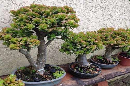 玉树叶子干瘪的原因分析，懂了这些枝粗叶厚花满枝