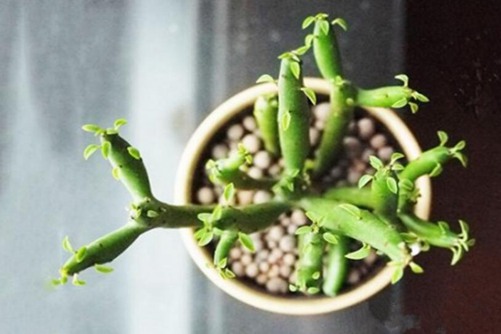 光棍树栽培，掌握这几点光棍树也会开花