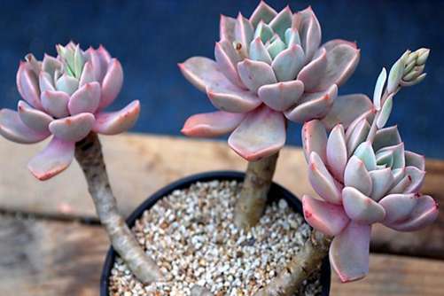 黛比和粉红佳人的区别，只要知道这点你能一眼辨认