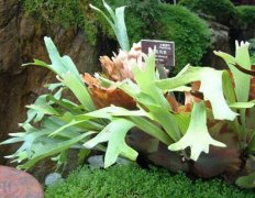 花语大全：有一颗萝莉心的鹿角蕨花语