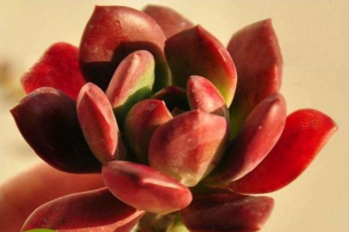 红稚莲多肉的养殖方法 红稚莲出状态后太美,太惊艳