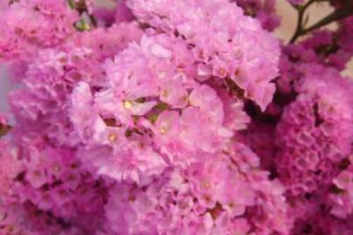 勿忘我图片，唯美惊蓝勿忘我 透出艳丽花魁咄