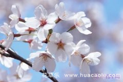 樱花花语大全：日本人为什么喜欢樱花？