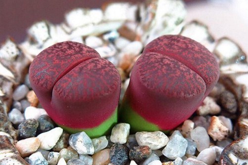 怎么让多肉出锦,让你的多肉最快出锦升值