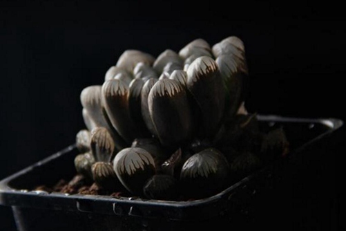 冰灯玉露养殖 怎么养才能让冰灯玉露更圆润饱满